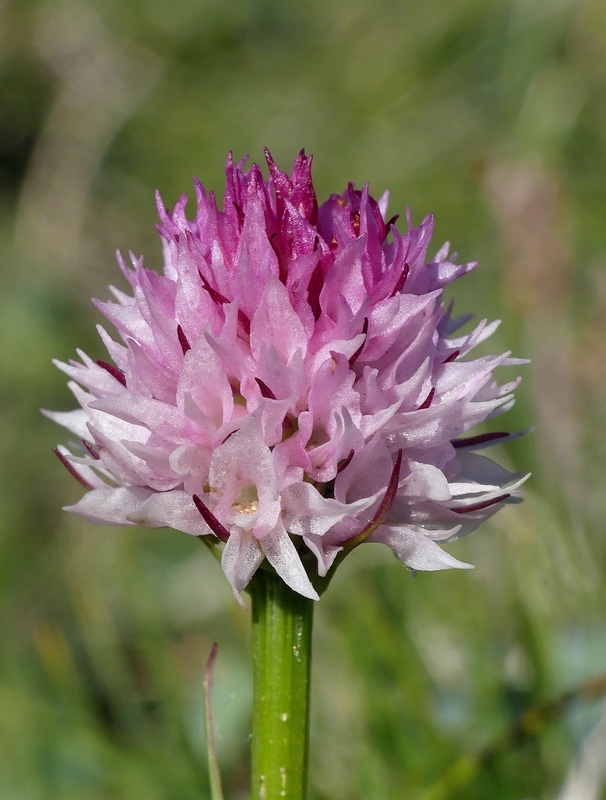 La Nigritella widderi a Pizzo di Sevo e Cima Lepri  -  luglio 2025